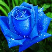 蓝色妖姬有没有真花呢？