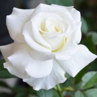 白玫瑰花可以摆在床头吗？