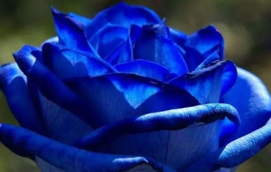 蓝玫瑰的图片