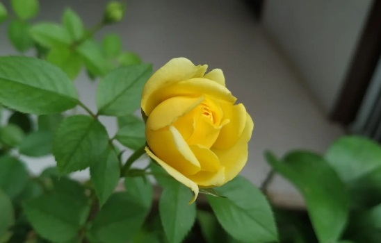 黄玫瑰的图片