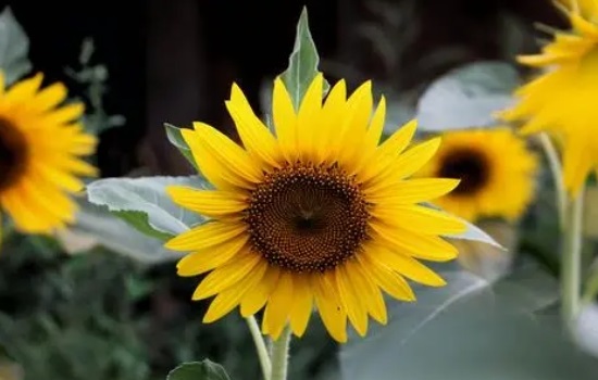 太阳花的图片