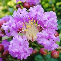 紫薇花怎么养护和浇水呢？