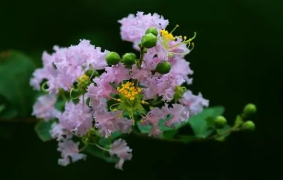 紫薇花的图片