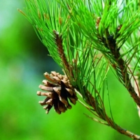 松树可以水培发根吗怎么养？